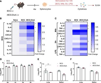 Cyclic di-AMP as endogenous adjuvant enhanced BCG-induced trained immunity and protection against Mycobacterium tuberculosis in mice